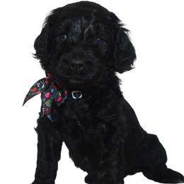 Gator - Aussiedoodle puppy from Boondock Doodles