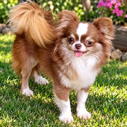 Ruger - Chihuahua