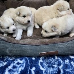 Pomsky and Siberian Husky Puppies from Cold Mountain Kennel