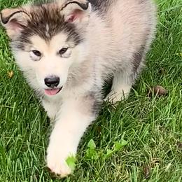 Manny - Gray and white male Alaskan Malamute puppy in Palmyra, Michigan from Illusion Kennel
