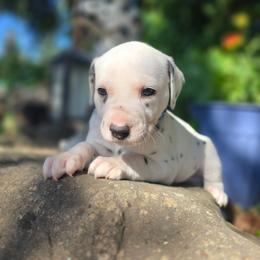 Dark blue collar male - White and black male Dalmatian puppy in Valley, Washington from Loving spots Dalmatians