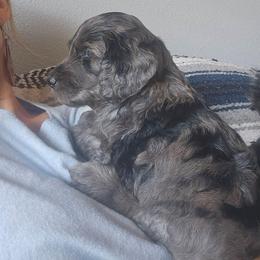 Nala - Merle female Goldendoodle puppy in Meridian, Idaho from Lucy's Golden Doodles