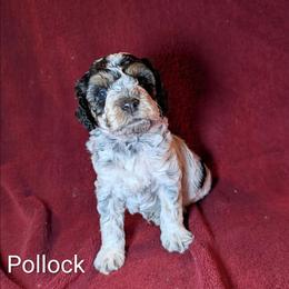 Pollock - Black and white male Cockapoo puppy in Sunset, Louisiana from Cano Cockapoos