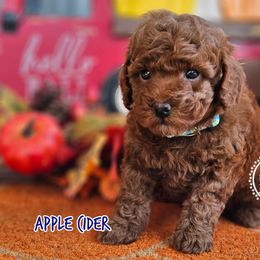 Apple Cider - Red  male Poodle puppy in Salem, Missouri from Meadowbrook Poodles