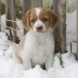 Tayo - Orange and white female Brittany puppy in Laramie, Wyoming from Aviary Kennels