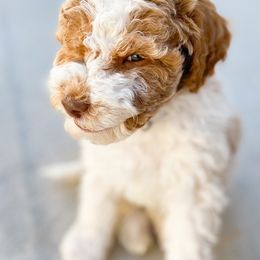 Goldendoodle Puppies from Mumzee Doodles