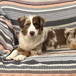 Annie - Miniature American Shepherd