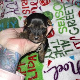 Yorkshire Terrier puppies from Renee’s Pawfectly Pampered Yorkies
