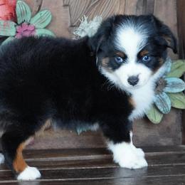 Black Tri - Black tri male Miniature Australian Shepherd puppy in Lawton, Oklahoma from Lindsey’s Aussies