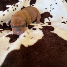 Hammy - Red male Dachshund puppy in Opelika, Alabama from Dachshund Darlins