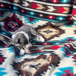 Smokey - Blue merle male Aussiedoodle puppy in Cleveland, Tennessee from C&S Kennels