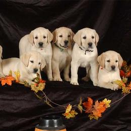 Labrador Retrievers from Wintercamp Labradors