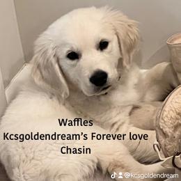 Golden Retriever Puppies from KCs Golden Dream