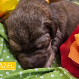 Hazel, Yellow collar - Brown female Cockapoo puppy in Pell City, Alabama from FurEver Young Kennels
