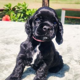 Pink Girl - Black and white female Cocker Spaniel puppy in Beggs, Oklahoma from Southern Country Cockers