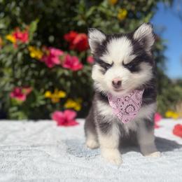 Percy - Black and white female Pomsky puppy in Homeland, California from Lara's Ranch Pomskies