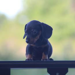 Opalite - Black and tan female Dachshund puppy in Okeechobee, Florida from Far Far Away Dachshunds