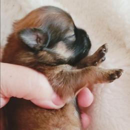 Amelia - Red sable female Pomeranian puppy in Ponca City, Oklahoma from Bliss Acres Farm