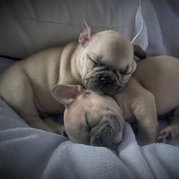 French Bulldog and Labrador Retriever Puppies from 888 Frenchies