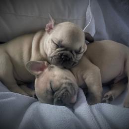 French Bulldog and Labrador Retriever Puppies from 888 Frenchies