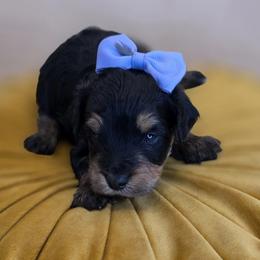 Peep - Phantom female Goldendoodle puppy in Decatur, Tennessee from Diamond's Doodles