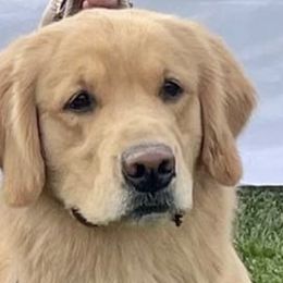 Golden Retrievers from Adelaide’s Great Danes and Golden Retrievers