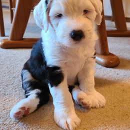 Old English Sheepdog Puppies from Stargazer OES