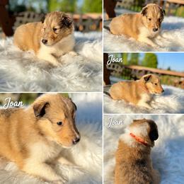 Joan - Sable and white female Collie puppy in Plato, Minnesota from Minnesota Collies