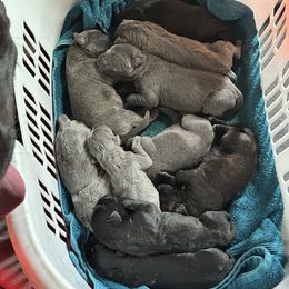 Grey Girl - Gray female Cane Corso puppy in Kaufman, Texas from Phantom Corsos