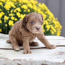 Betsy - Merle female Whoodle puppy in West Bend, Iowa from Blue Skies Terriers