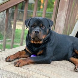 Oskar  - Rottweiler
