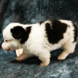American Corgi, Cardigan Welsh Corgi, and Pembroke Welsh Corgi Puppies from Cal Beach Corgis