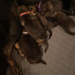 German Shepherd Puppies from Von Der Havier German Shepherds