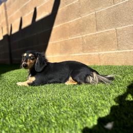 Winnie - Dachshund