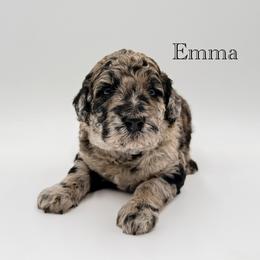 Emma - Merle female Goldendoodle puppy in Milford, Pennsylvania from Doodles Are Golden