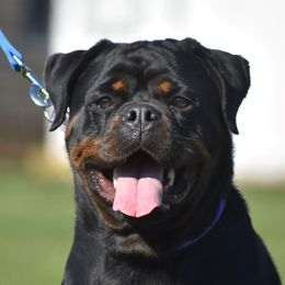Gandza - Rottweiler
