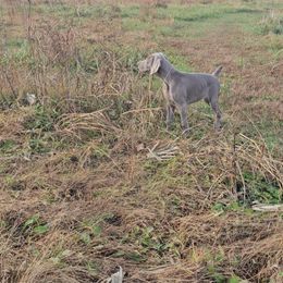 Weimaraner Puppies from So-IN Weimaraner's