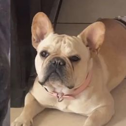 Duchess - French Bulldog