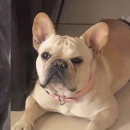 Duchess - French Bulldog