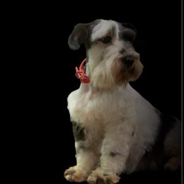 Panda - Miniature Schnauzer