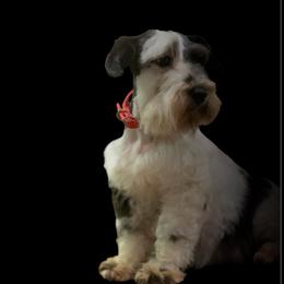 Panda - Miniature Schnauzer
