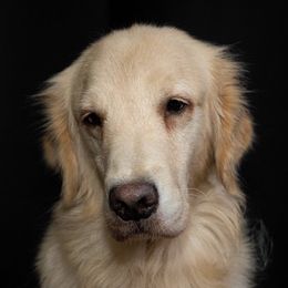Samba - Golden Retriever