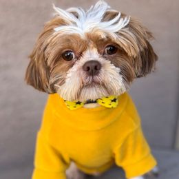 Kebra - Shih Tzu