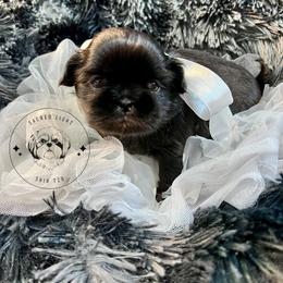 Shih Tzu Puppies from Sacred Light Shihtzu