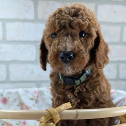 Cavapoo puppies from Gardner Lane Puppies
