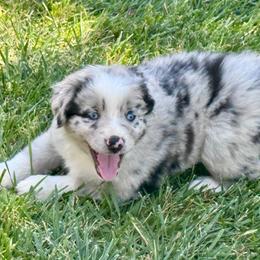 Flash - Blue merle male Australian Shepherd puppy in California from Eagle River Aussies
