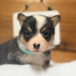 Turquoise blue - Black and tan male Pembroke Welsh Corgi puppy in Monterey, Tennessee from Co-Pilot Corgis