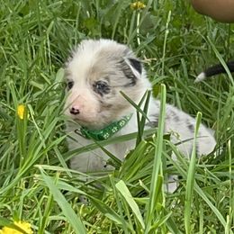 Green collar - Slate merle male Border Collie puppy in Rural Retreat, Virginia from Hidden Acres Farm Corgis