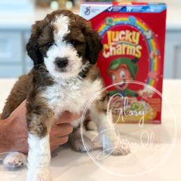 Bernedoodle Puppies from Glory Doodles