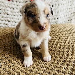 Blaze - Red merle male Australian Shepherd puppy in Zwingle, Iowa from Homestead Aussies & Doodles